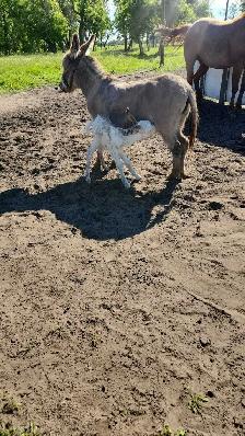 Mini Paint Donkey - Photo 6