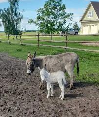 Mini Paint Donkey - Photo 7