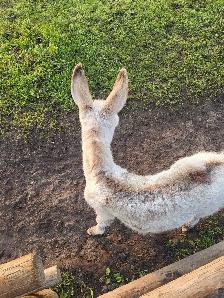 Mini Paint Donkey - Photo 9