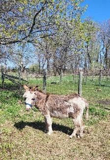 Mini Paint Donkey - Photo 10
