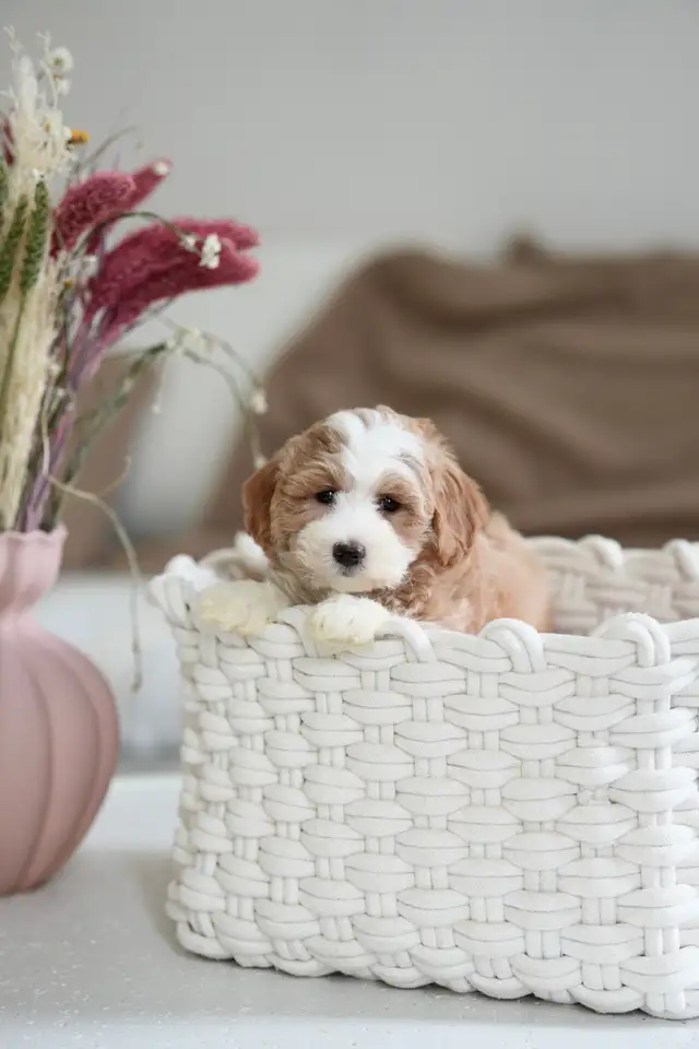 Very cute 8 Week old Maltipoo