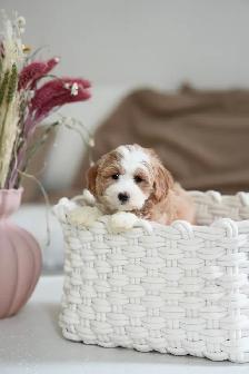 Very cute 8 Week old Maltipoo