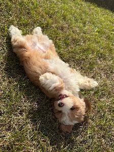 Very cute 8 Week old Maltipoo - Photo 2