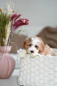 Very cute 8 Week old Maltipoo - Photo 3