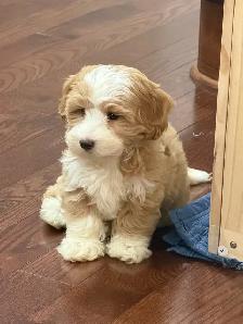 Very cute 8 Week old Maltipoo - Photo 4