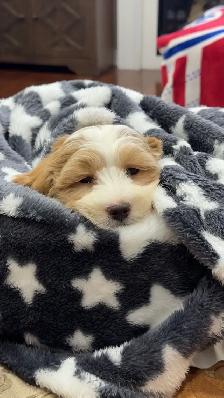 Very cute 8 Week old Maltipoo - Photo 5