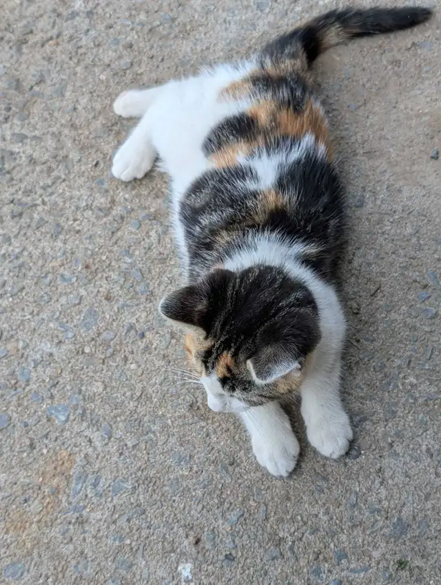 kittens for sale