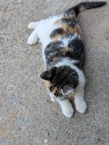 kittens for sale