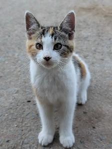 kittens for sale - Photo 2