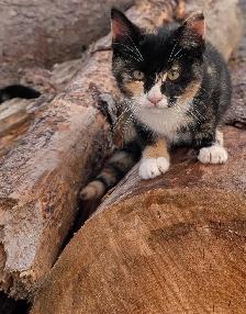 kittens for sale - Photo 3