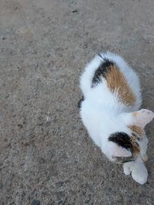 kittens for sale - Photo 5