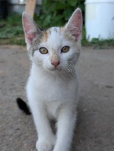 kittens for sale - Photo 6