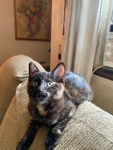Maincoon tabby kittens - Photo 2