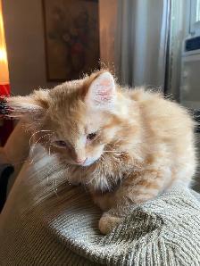 Maincoon tabby kittens - Photo 4