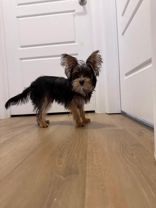 Bébé chiot Yorkshire