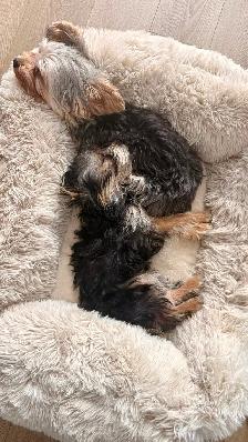 Bébé chiot Yorkshire - Photo 4