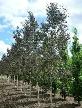 Cedars, Yews, Boxwoods Japanese Maple Plants - Photo 9