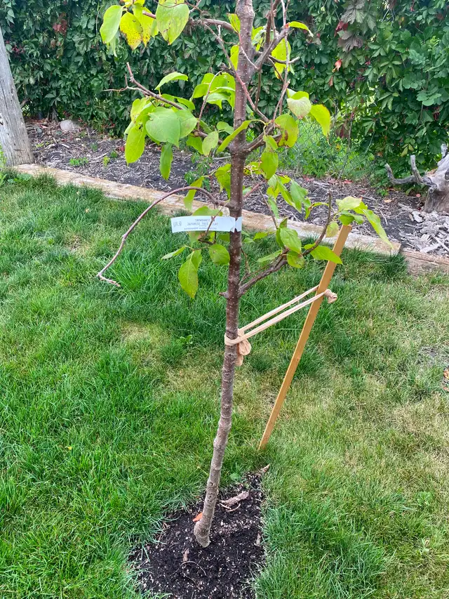 2 lilac trees