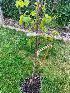 2 lilac trees