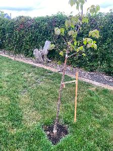 2 lilac trees - Photo 2