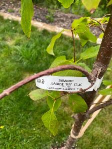 2 lilac trees - Photo 3