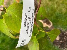 2 lilac trees - Photo 4