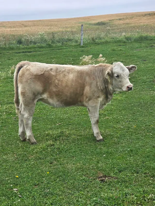 Charolais Heifer Calf