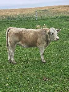 Charolais Heifer Calf