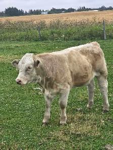 Charolais Heifer Calf - Photo 2