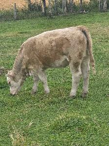 Charolais Heifer Calf - Photo 3