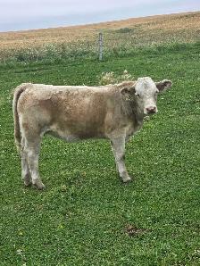 Charolais Heifer Calf - Photo 4
