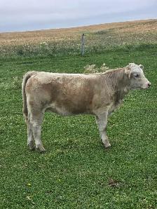 Charolais Heifer Calf - Photo 5