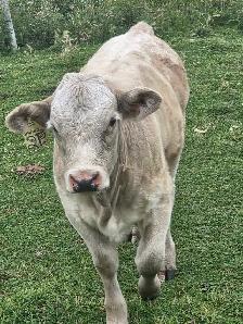 Charolais Heifer Calf - Photo 6