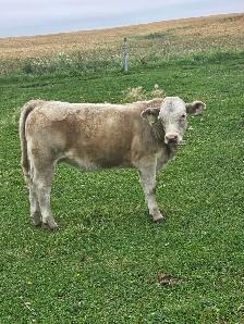 Charolais Heifer Calf - Photo 7