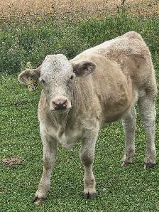 Charolais Heifer Calf - Photo 8