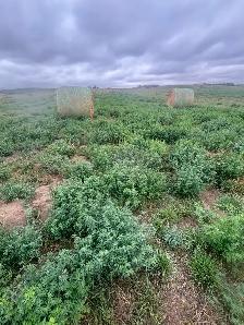 Hay Bales - Photo 4