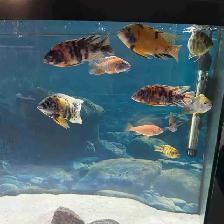 African Cichlids setup