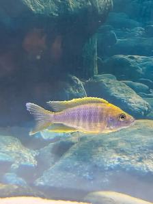 African Cichlids setup - Photo 2