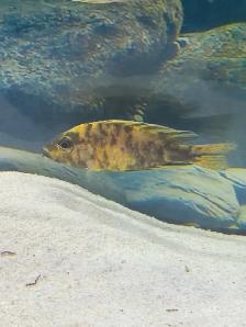 African Cichlids setup - Photo 3
