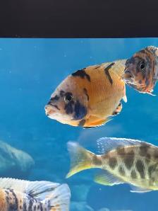 African Cichlids setup - Photo 4