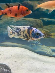 African Cichlids setup - Photo 5