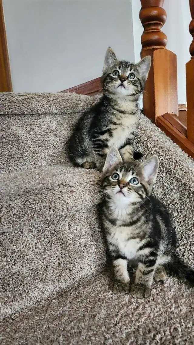 Kittens