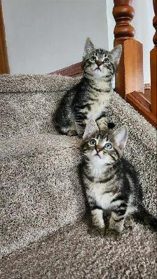 Kittens