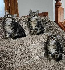 Kittens - Photo 2