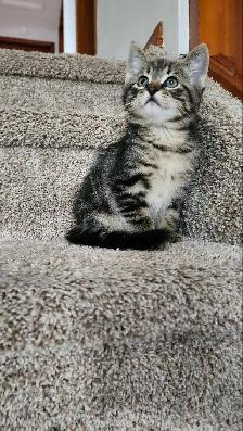Kittens - Photo 3