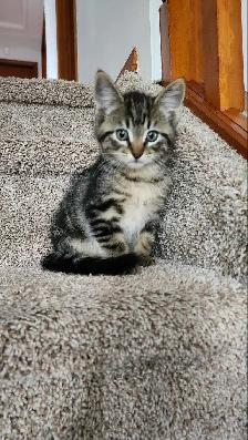 Kittens - Photo 4