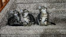 Kittens - Photo 5