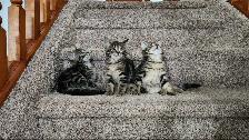 Kittens - Photo 6