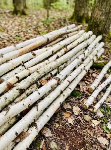 BIRCH POLES - CANDLES - Photo 4