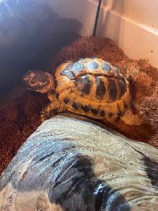 Mature female Greek tortoise